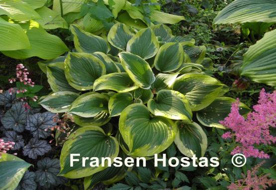 Hosta Riviera Sunset